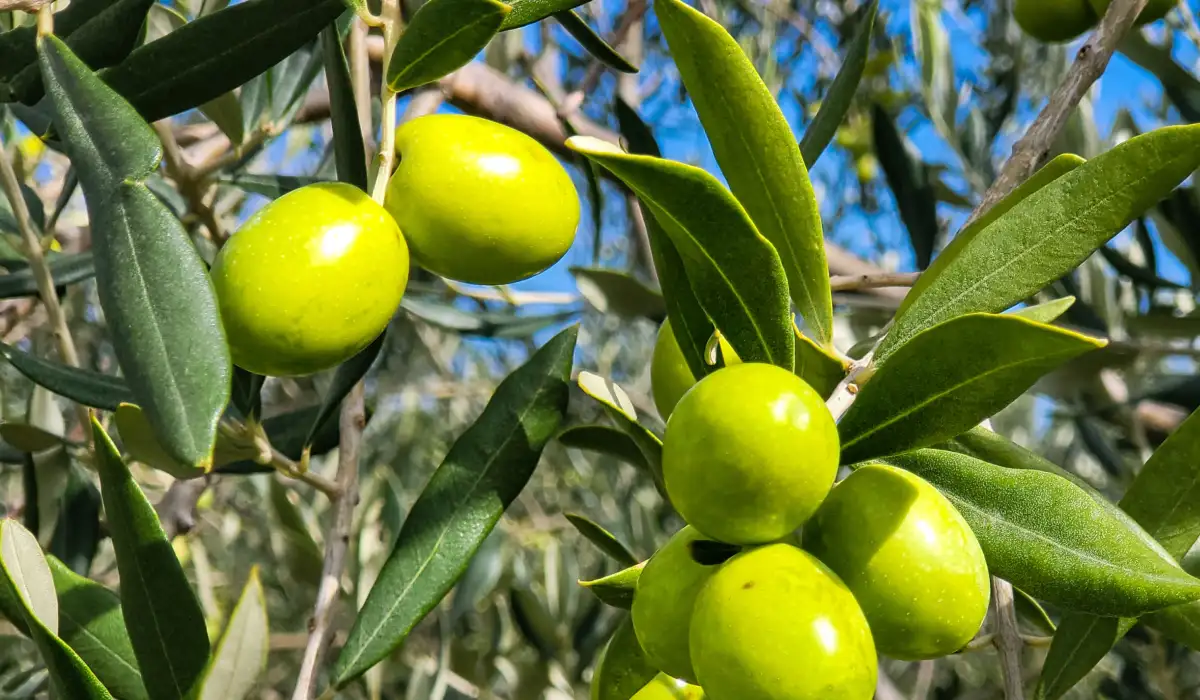 La Vite e l'Ulivo